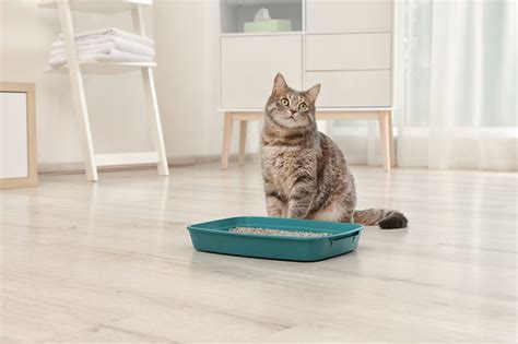 3 Litter Box Training Tips for You and Your New Kitten