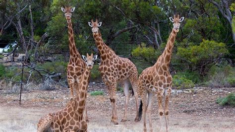 Giraffe Encounter at Monarto Safari Park – Adelaide - Adrenaline