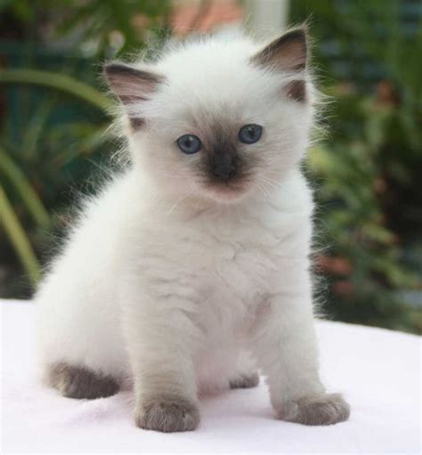 17 Best ideas about Ragdoll Kittens on Pinterest | Ragdoll cats, Beautiful kittens and Fluffy ...