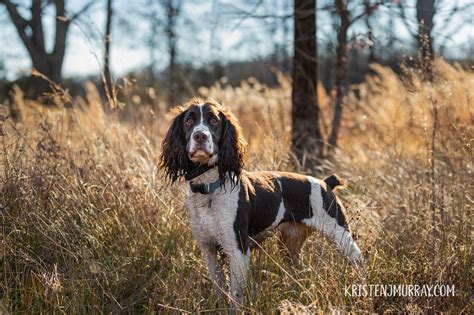 Are Springer Spaniels Good Hunting Dogs