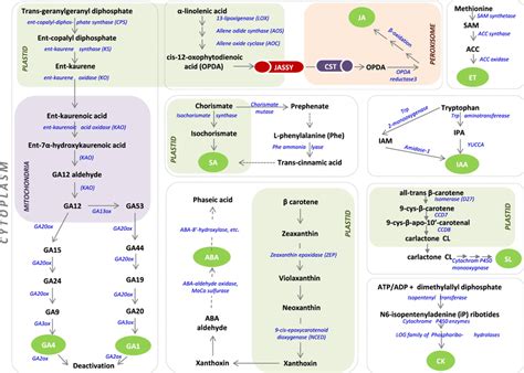 An overview of phytohormone biosynthesis pathways in a plant cell. Due... | Download Scientific ...