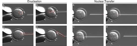 Stem Cells