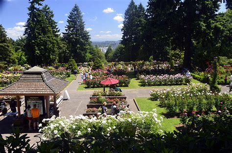 Portland International Rose Test Garden