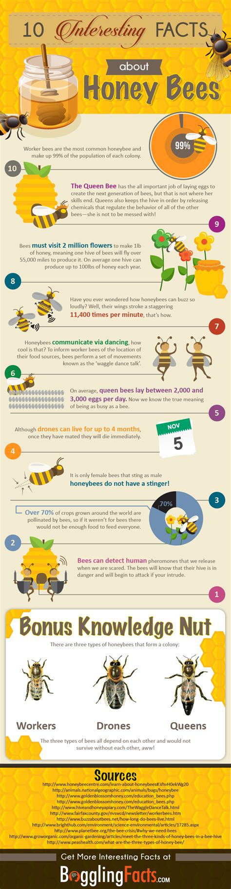 10 Fascinating Honey Bee Facts You Didn’t Know [Infographic]