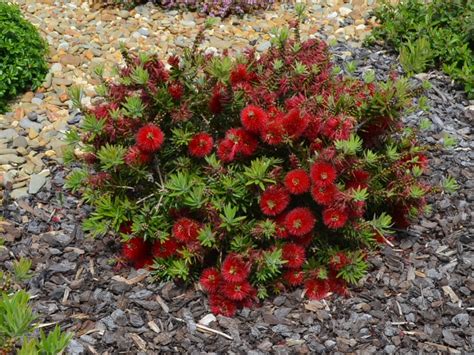 Callistemon ‘Matthew Flinders’ – Bottlebrush | Gardening With Angus