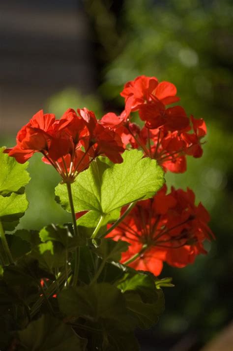 How To Prune Geranium Plants | Geranium plant, Growing geraniums ...