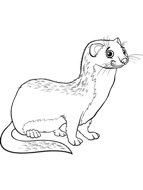 Ferret coloring pages. Download and print Ferret coloring pages. | Animal coloring pages ...