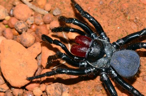 5 Most Venomous Australian Spiders To Avoid With Pictures And Ranked!