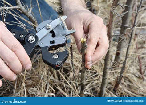 Grafting Fruit Tree in the Garden. a Gardener is Cutting a Scion with a Professional Grafting ...