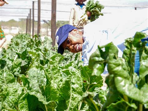 Namibian farmers harvest 100 metric tonnes of produce through WFP projects - The Brief | Namibia ...