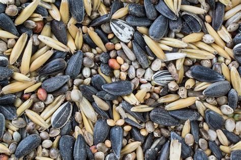 Mixed bird seeds — Stock Photo © JGade #39997691