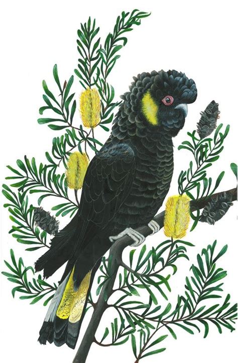 Helen Barnard - Yellow-tailed Black Cockatoo | Bird watercolor paintings, Botanical drawings ...