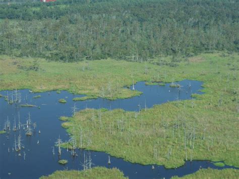 USA – Louisiana Wetlands Struggling With Sea-Level Rise 4 Times the ...