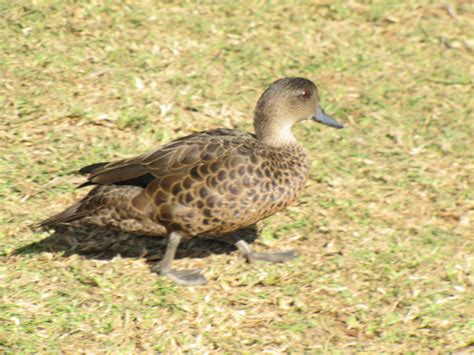 Ducks at the Australian Reptile Park - Trevor's Birding