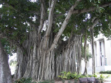 File:Banyan tree Old Lee County Courthouse.jpg - Wikipedia, the free encyclopedia