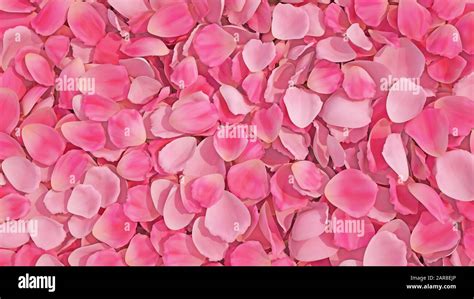 Background texture of beautiful delicate vibrant pink rose petals in ...