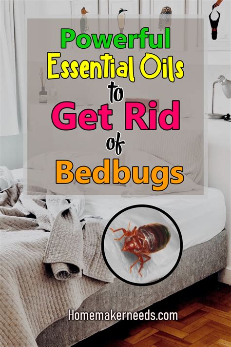 Powerful Essential Oils To Get Rid Of Bedbugs! in 2020 | Essential oils, Bug spray recipe ...