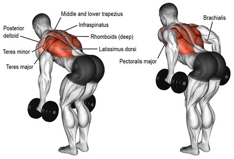 Rear Dealt Exercises how you can peform these exercises accurately ...