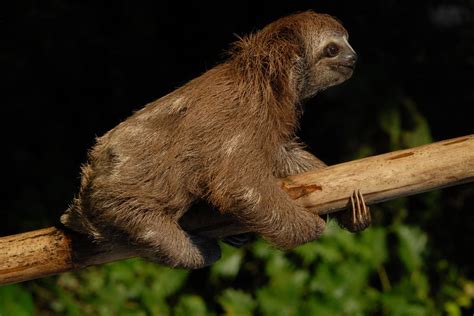 Sloths In The Amazon Rainforest - Rainforest Cruises