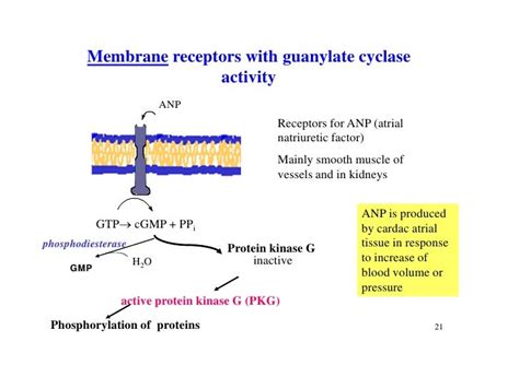 7 regulation of metabolism