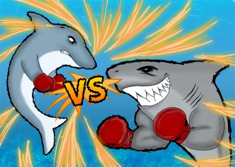 are sharks afraid of dolphins? | Swim with Dolphins with Dolphin Discovery