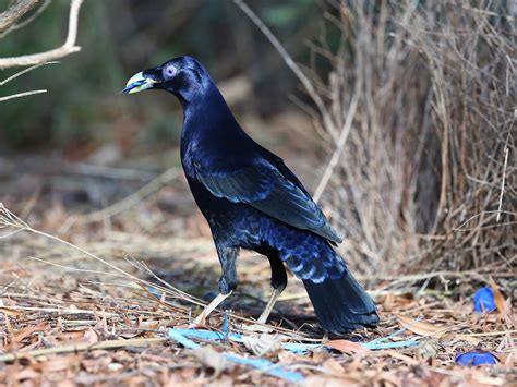 Avithera: Satin Bowerbirds