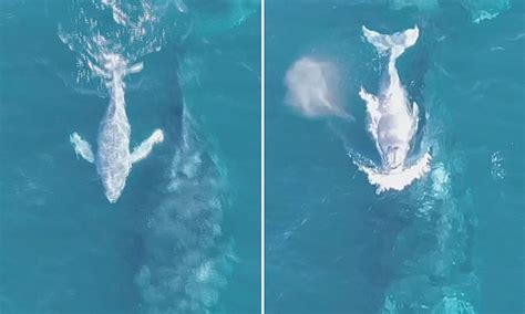 Albino humpback whale calf spotted off coast of Australia