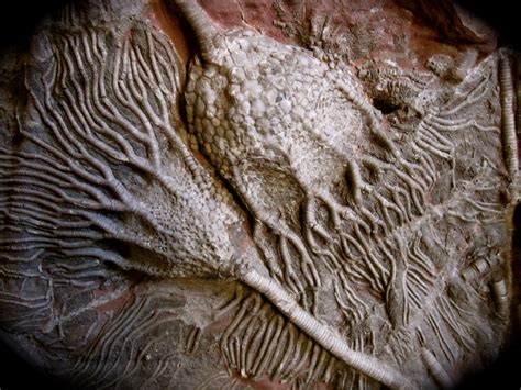 Scyphocrinites elegans Crinoid Fossil Mortality