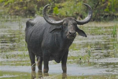 10 Essential Facts About Water Buffalo - A-Z Animals