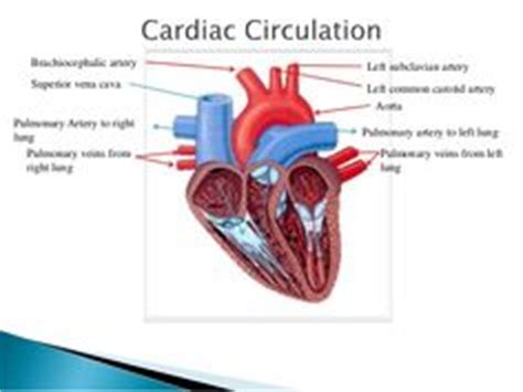 innominate vein and artery - Google Search | School | Pinterest