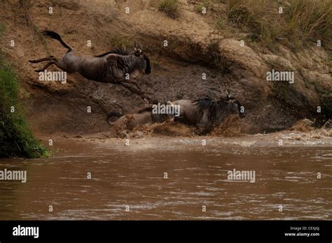 Great Annual Wildebeest Migration, Masai Mara Stock Photo - Alamy