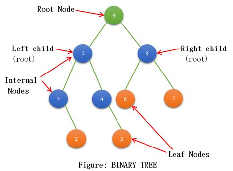 Binary Tree Explained