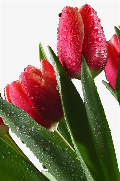 Red Tulips With Water Droplets | Tulips, Red tulips, Tulips garden