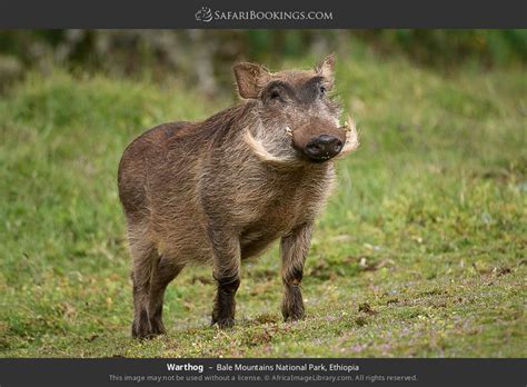 Bale Mountains Wildlife Photos – Images & Pictures of Bale Mountains National Park