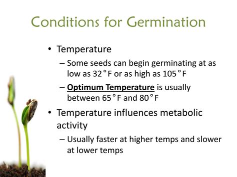 PPT - Seed Germination PowerPoint Presentation, free download - ID:2784930