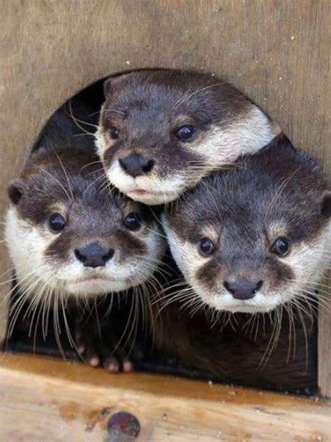 Cute Otter Family : r/Otters