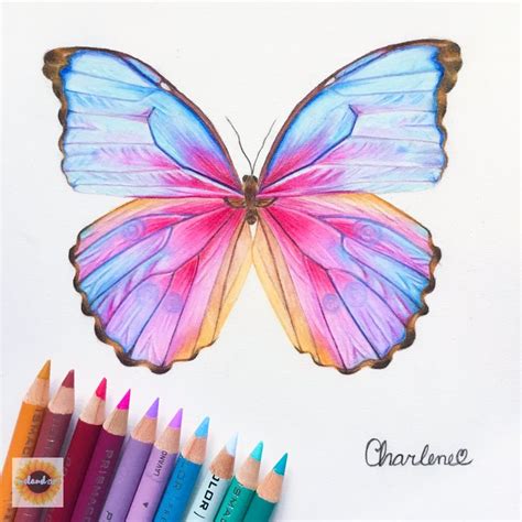 Colorful Butterfly Drawing