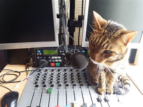 cat radio Blank Template - Imgflip