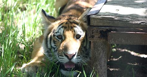 Wandering Tiger Now At North Texas Exotic Animal Sanctuary - CBS Texas