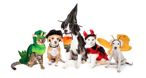 Row Dogs Cats Dressed Halloween Costumes | Cat dresses, Dog cat, Animal ...