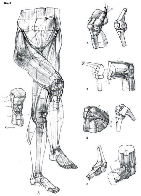 Character Design Collection: Legs Anatomy | Human anatomy drawing, Anatomy sketches, Leg anatomy