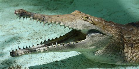 Sharp Teeth | Australia's other crocodile - the 'freshie' (v… | Flickr