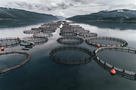 Fish Farms: What Is Fish Farming and Why Is It Bad? | New Roots Institute