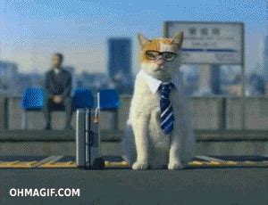 Cat Working GIF - Find & Share on GIPHY