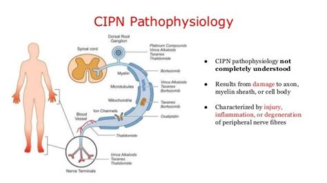 Chemotherapy induced peripheral neuropathy treatment