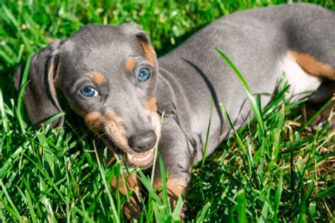 Blue Dachshund: Breed Info, Temperament, Health, and Costs