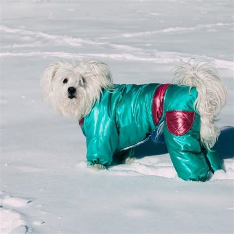 12 Best Winter Dog Coats & Jackets [2022 Reviews]