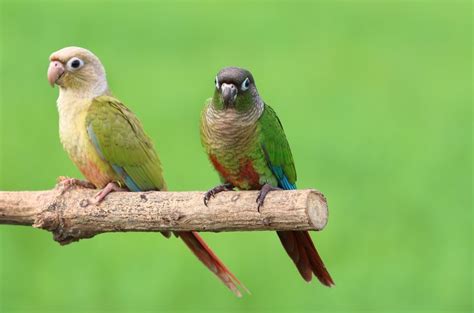 Green Cheeked Conure Care Guide - Diet, Lifespan & More » Petsoid