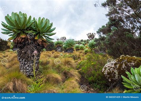 Giant Groundsels Growing in the Wild at Aberdare National Park, Kenya ...