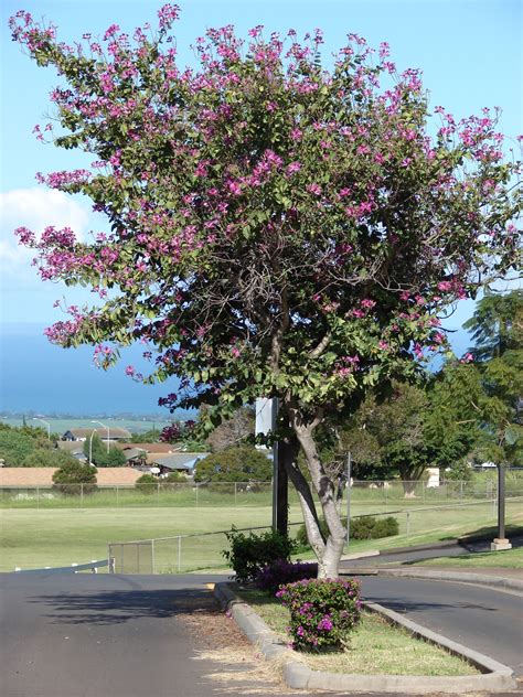 90 Best Flowering Trees for Florida (by Color & w/ Photos)- ProGardenTips